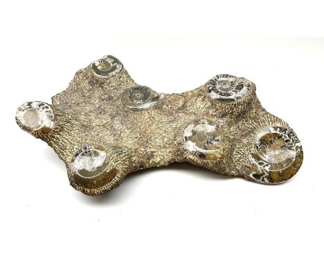 A large fossil-inset rock fragment containing seven polished ammonites L65cm, D45.5.  