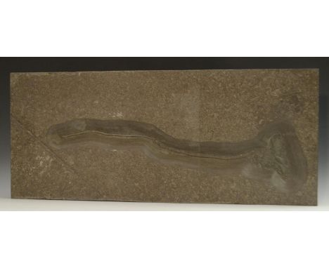 Natural History - Geology, Paleontology - a fossilized Pelagic crinoid sea lily (Seirocrinus subangularis), large rectangular