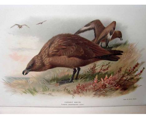 Lilford (Thomas L. Powys, 4th Baron), Coloured Figures of the Birds of the British Isles, R. H. Porter London 1885-1897, seve