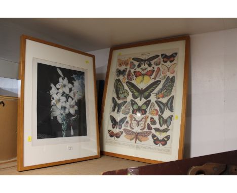 Large framed print of butterfly species and picture "The White Lily" 
