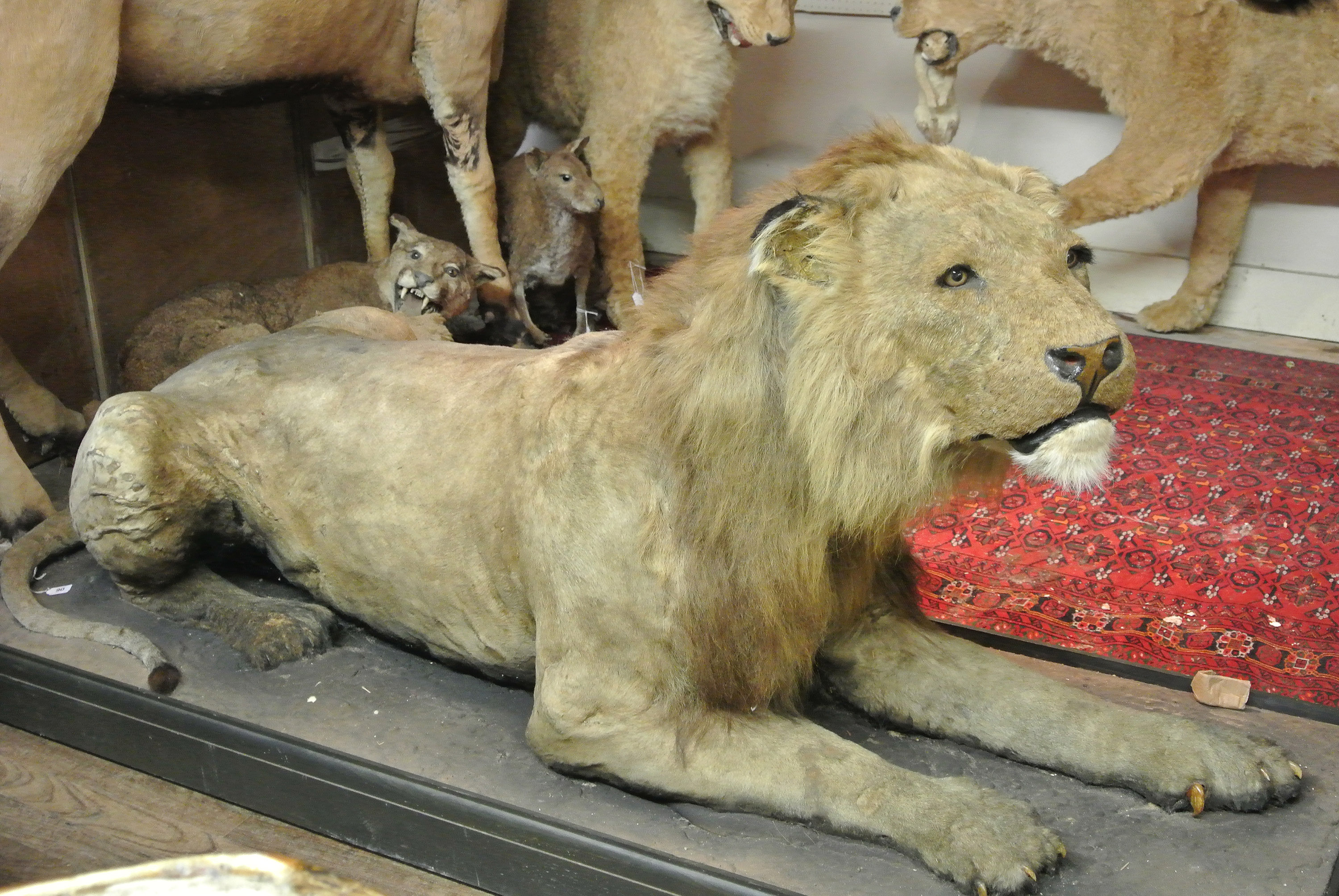 A LATE 19TH CENTURY TAXIDERMY EXTINCT BARBARY LION Mounted on a