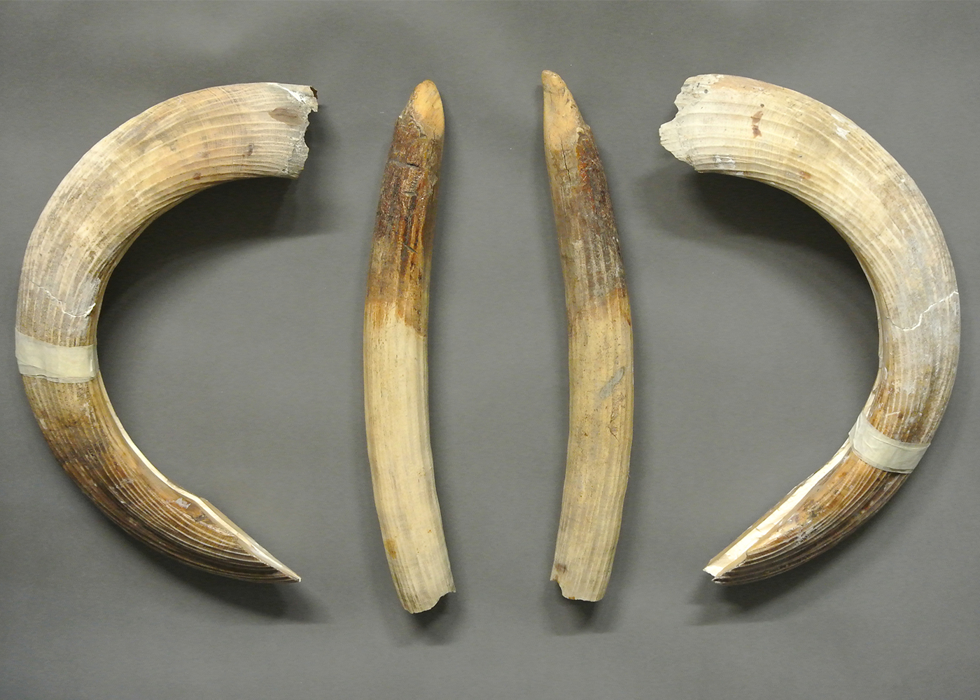 A LATE 19TH/EARLY 20TH CENTURY SET OF HIPPOPOTAMUS TUSKS. (the longest