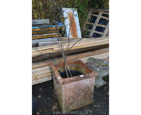 Terracotta planter 20'' square x 21'' high