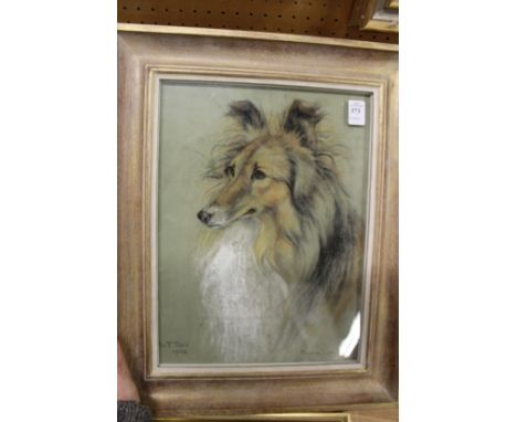 Marjorie Cox, a study of a collie "Button" 1956.