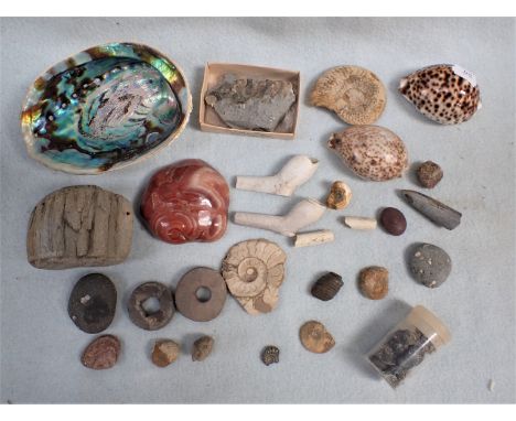 A SMALL COLLECTION OF FOSSILS, PIPE BOWLS and other small finds