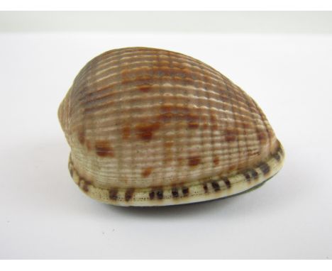 A 19th Century shell snuff box, 5 cm