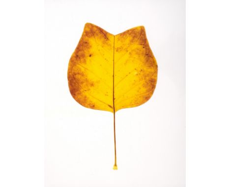 Miller (Garry Fabian) Illumine: Photographs...A Retrospective, number 6 of only 20 copies signed by Miller and with an origin