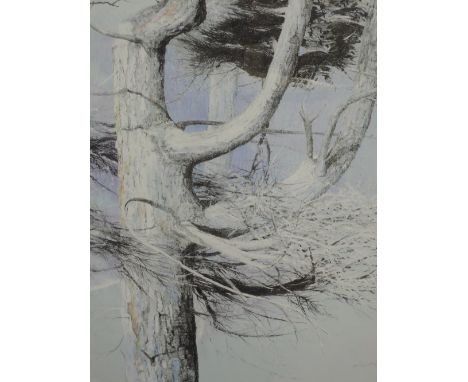 A pastel and graphite sketch, David R Macauley, Winter Larch, Gummershow, signed, 27"x18", framed and glazed