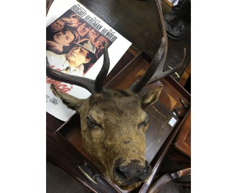 A Vintage stags head with antlers.