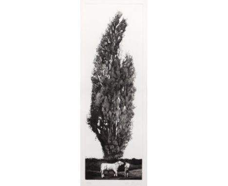 Alan Parker (b.1965)'Lombardy Poplar, Rushington Fen', pencil signed and no. 16/99 to the margin, etching, 45 x 14cmPurchased