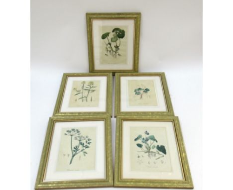 A set of five framed and glazed botanical prints, depicting various poisonous plants. H.17.5xW.12cm