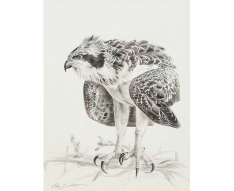 Keith Brockie (b.1955) Osprey, signed and dated '01 bottom left, watercolour, original illustration for 'Dancing with Ospreys