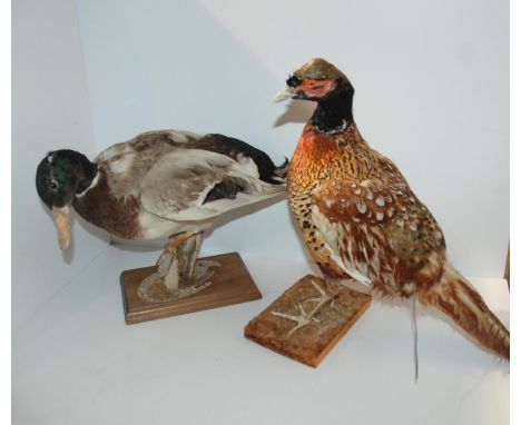 A stuffed and mounted taxidermy model of a pheasant and a mallard duck, 44cm wide (2)&nbsp; Condition Report:Available upon r