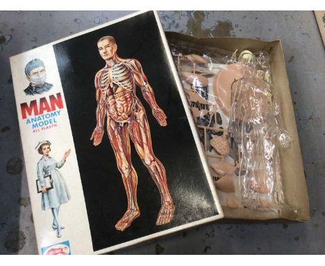 Vintage 'Man Anatomy model' still boxed and unused