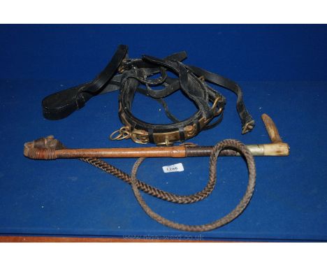 An Antler handled Whip and a lunging head Collar.