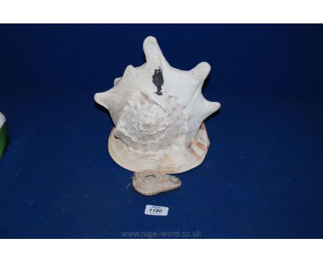 A huge Shell together with a terracotta oil Lamp, a/f