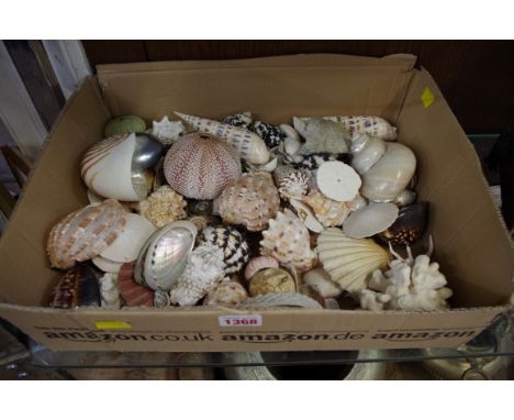 A collection of exotic shells.&nbsp; 