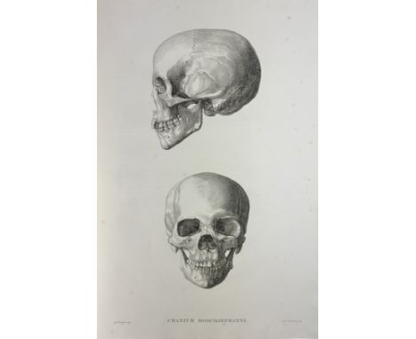 ANATOMICAL ATLASES -- SANDIFORT, G. Tabulae craniorum diversarum nationum. Lugd. Bat. (Leiden), S. &amp; J. Luchtmans, 1838. 