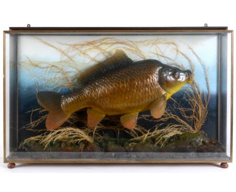 LARGE CASED FISH - COMMON CARP  a large fibreglass model of a Common Harp, mounted in a naturalistic background and in a glaz