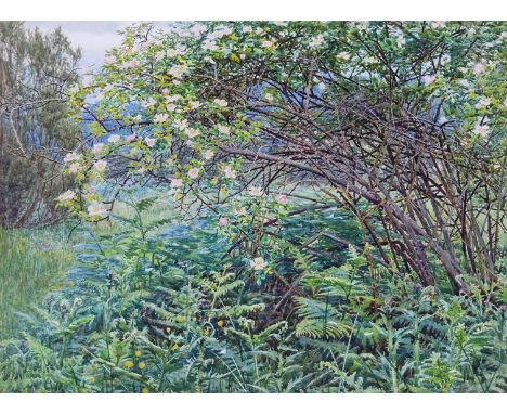 Woodbine K. Hinchliff ARE (fl. 1895-1913) Wild rose and Bracken Signed and dated 06 Watercolour 29 x 39.5cm; 11½ x 15½in Prov