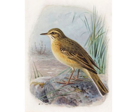 Johannes Gerardus Keulemans (Dutch 1842-1912) Tawny pipit Signed with initials Watercolour 19 x 15cm; 7½ x 6in ++Slight stain