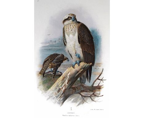 Lilford (Thomas L. Powys, 4th Baron).  Coloured Figures of the Birds of the British Isles, London 1885-97, 7 vols., 8vo, cont