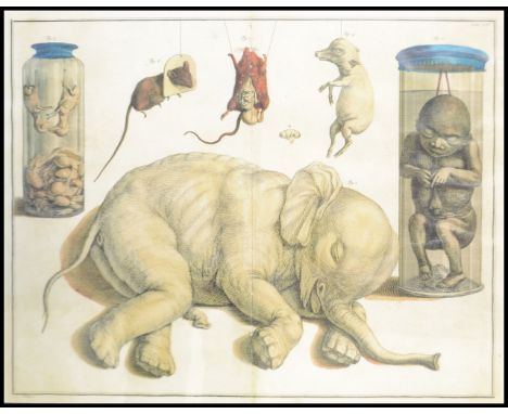 A&nbsp; anatomical medical scientific print depicting studies of dissected and deformed animals including baby elephant, mous