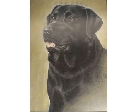 Large framed oil on board portrait of a black Labrador signed ? Hall '85 50cm x 65cm&nbsp;