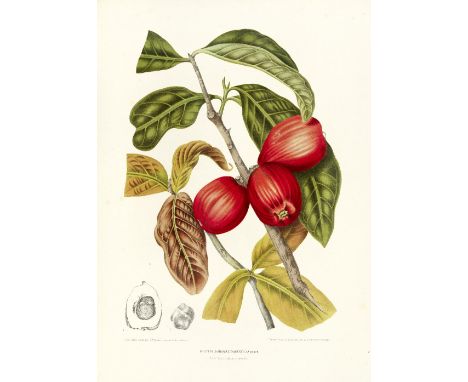 HOOLA VAN NOOTEN (BERTHE)Fleurs, fruits et feuillages choisies de l'Ile de Java peints d'après nature, FIRST EDITION,  parall