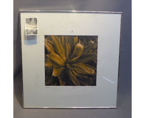 Sharyn Moore, a photographic print titled 'Agave' initialed in pencil, 43cm x 43cm