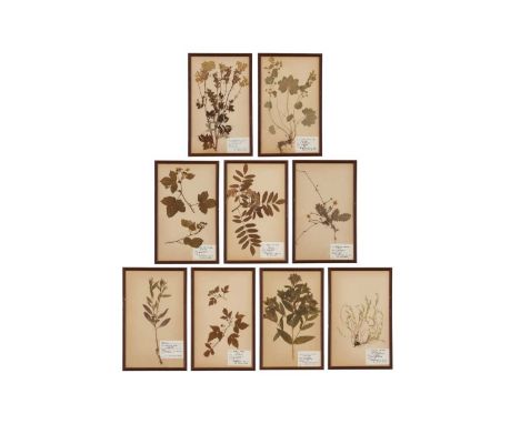 A set of nine pressed-flower pictures,mid-20th century, Swedish, including examples such as common milkwort, silverweed, moun