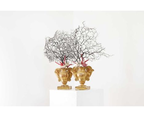 A pair of giltwood, coral and shell altar urns,18th century, Italian, each with a large gorgonian coral fan, on a bed of furt