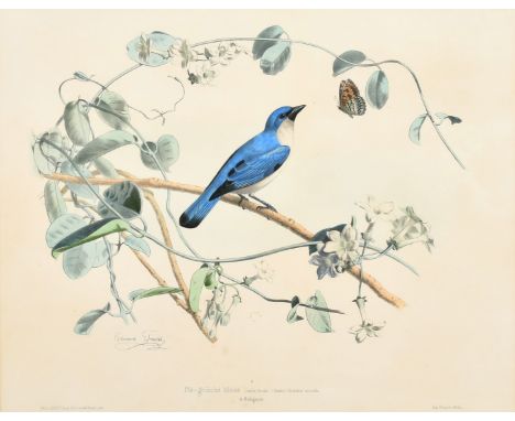 Edouard Travies (19th Century) French, 'Pie-Grieche Bleue de Madagascar', hand-coloured lithograph, 13.75" x 18" (35 x 46cm).