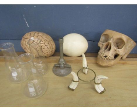 Science lot- resin skull and brain, Bunsen burner and beakers, Ostrich egg