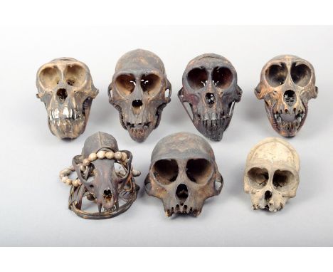 A collection of seven Naga monkey skull amulets North East India four with rattan bound jaws, the other three missing the low