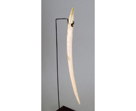 λ An ivory needle / cloak pin curved with pointed ends and a drilled eyelet, 19th century, 27.7cm long, on a stand. (2)