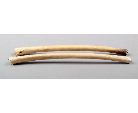 Two Aborigine bone nose ornaments Western Australia 15cm long. (2) Provenance Purchased from the family of Henry Hubert, a ro