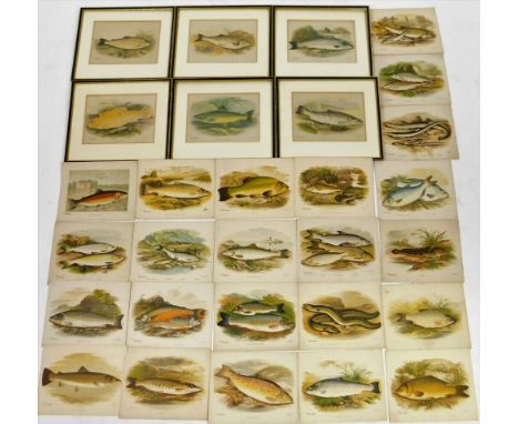 After Fawcett.  The Angler, Common Trout, Chub, 20cm x 28cm,  and others, fish plates, some framed and others loose.  (a quan