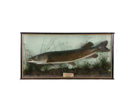 Edwardian cased Pike, circa 1905, the cased trout of large proportions above the reed bed, a pen written label 'Bottom strand