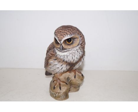 Poole owl