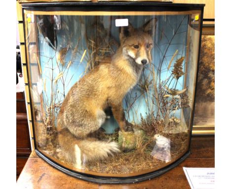 Taxidermy interest: A juvenile fox in bow fronted glass cabinet.