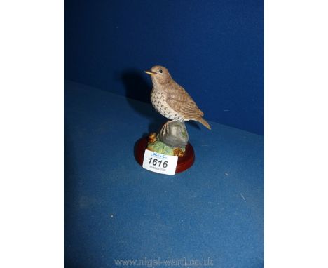 A Border Fine Arts Studio model of a Song Thrush; no: A20691 'Birds'.