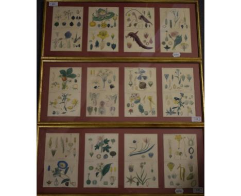 Twelve hand coloured floral engravings, framed as three, and a folio of un framed prints (qty)   Condition report  Report by 