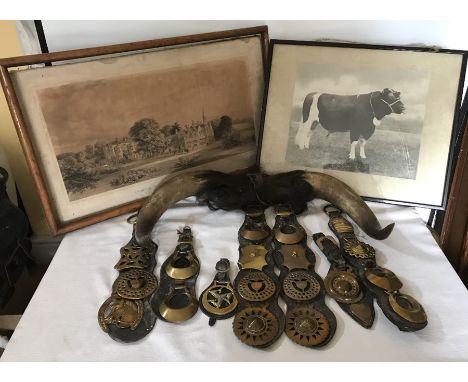 Horse brasses on leather straps, pair of bull horns, 52cms w, framed photo print of a prize bull and an engraving print, Bram