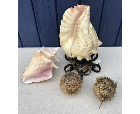 Conch shell table lamp, needs rewiring, 2 small pufferfish, 10cms h and another Conch shell approx 25 cms l. 