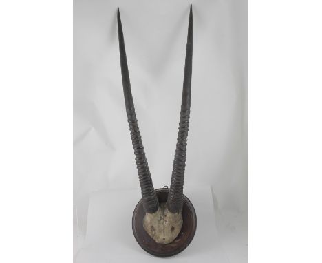 A 19th century pair of gemsbok or South African oryx horns and skull mounted on circular shield, 86cm horn length, unmarked.