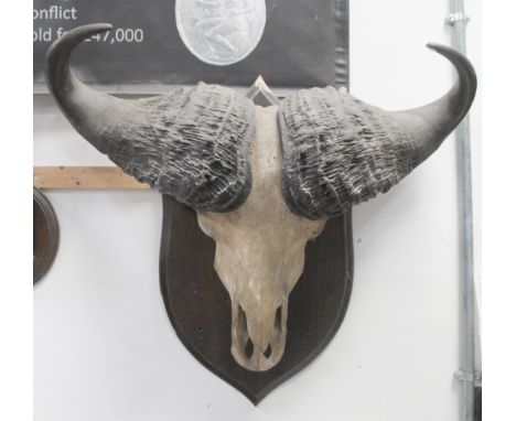 A late 19th century Cape Buffalo skull mounted on large wood shield back, cut out initials RW (Roland Ward) to the shield rev