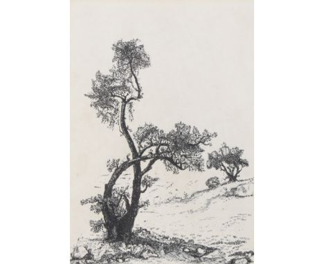 A pen and ink sketch of an olive tree. Signed 'Ahmed '87', framed and glazed. 15cm x 20cm 