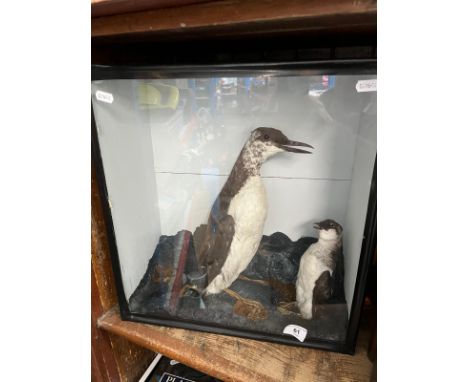 A taxidermy Guillemot and a little auk in glazed display case. 