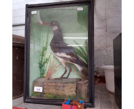 A taxidermy oystercatcher in glazed display case. 